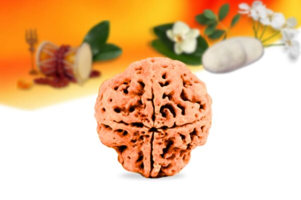 4 mukhi nepali rudraksha small grade rlrn4si back