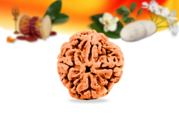 4 mukhi nepali rudraksha small grade rlrn4si front