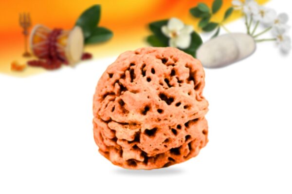 4 mukhi nepali rudraksha small grade rlrn4si side