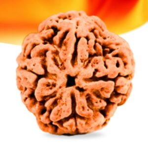 4 Mukhi Nepali Rudraksha Small Grade RLRN4SI Thumbnail