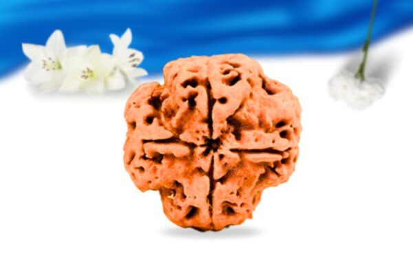 4 mukhi nepali rudraksha super collector grade rlrn4sci back