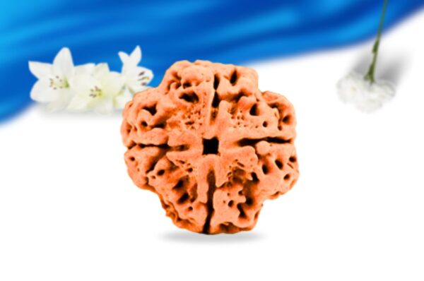 4 mukhi nepali rudraksha super collector grade rlrn4sci front