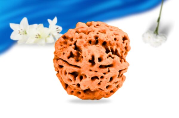 4 mukhi nepali rudraksha super collector grade rlrn4sci side