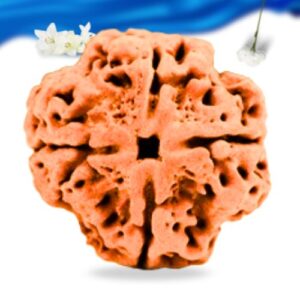 4 Mukhi Nepali Rudraksha Super Collector Grade RLRN4SCI Thumbnail