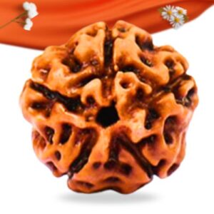 5 Mukhi Indonesian Rudraksha Large Grade RLRI5LI Thumbnail