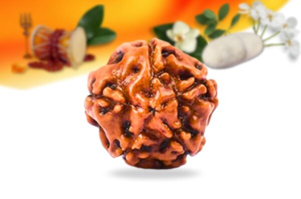 5 mukhi indonesian rudraksha small grade rlri5si back