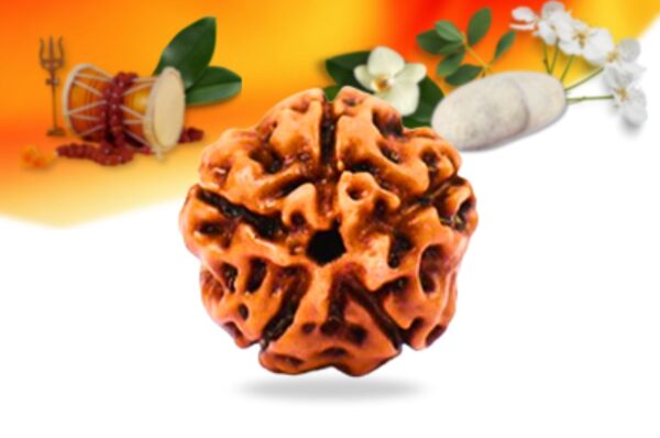 5 mukhi indonesian rudraksha small grade rlri5si front