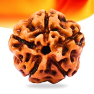 5 Mukhi Indonesian Rudraksha Small Grade RLRI5SI Thumbnail