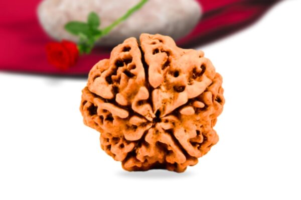 5 Mukhi Nepali Rudraksha Collector Grade RLRN5CI Back