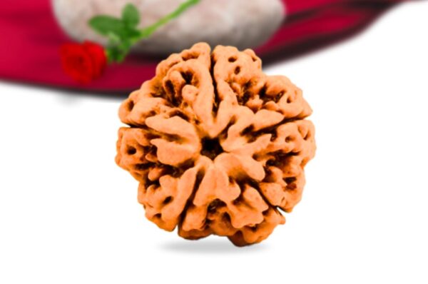 5 Mukhi Nepali Rudraksha Collector Grade RLRN5CI Front