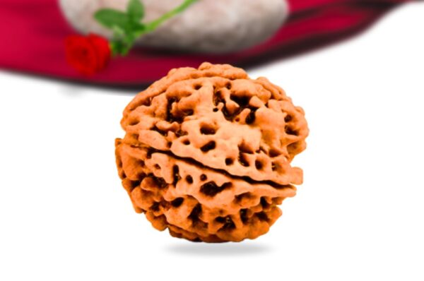 5 Mukhi Nepali Rudraksha Collector Grade RLRN5CI Side