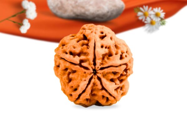 5 mukhi nepali rudraksha large grade rlrn5li back