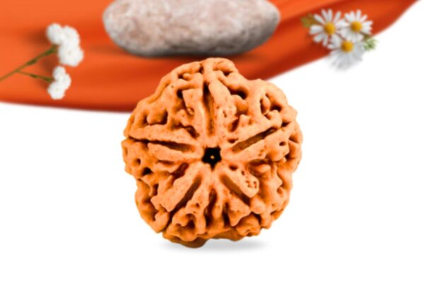 5 mukhi nepali rudraksha large grade rlrn5li front