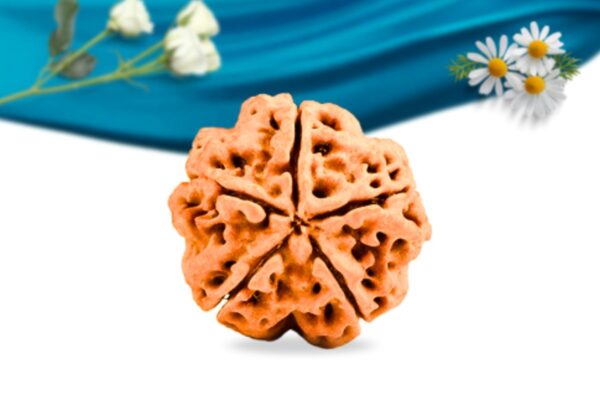 5 mukhi nepali rudraksha regular grade rlrn5ri back