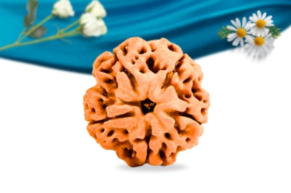 5 mukhi nepali rudraksha regular grade rlrn5ri front