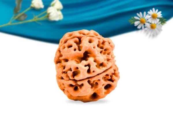 5 mukhi nepali rudraksha regular grade rlrn5ri side