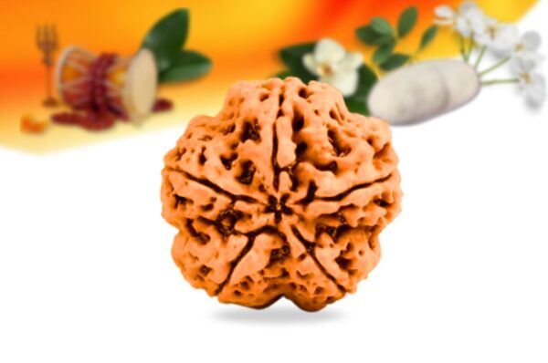 5 mukhi nepali rudraksha small grade rlrn5si back