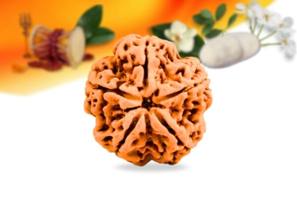 5 mukhi nepali rudraksha small grade rlrn5si front