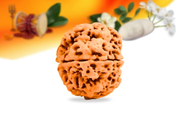 5 mukhi nepali rudraksha small grade rlrn5si side