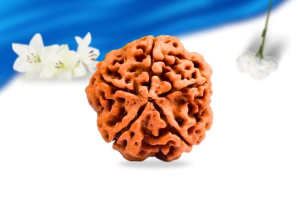 5 mukhi nepali rudraksha super collector grade rlrn5sci back