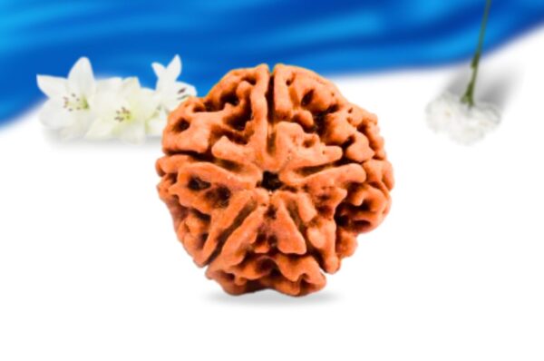 5 mukhi nepali rudraksha super collector grade rlrn5sci front