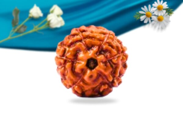 6 mukhi indonesian rudraksha regular grade rlri6ri front