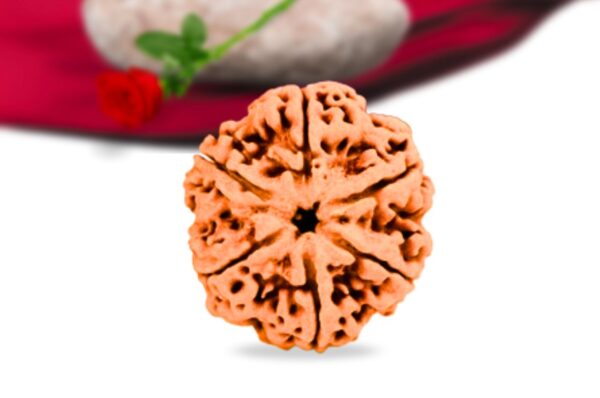 6 mukhi nepali rudraksha collector grade rlrn6ci front