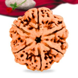 6 Mukhi Nepali Rudraksha Collector Grade RLRN6CI Thumbnail