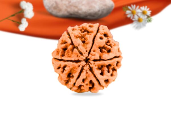 6 mukhi nepali rudraksha large grade rlrn6li back