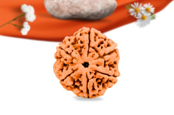 6 mukhi nepali rudraksha large grade rlrn6li front