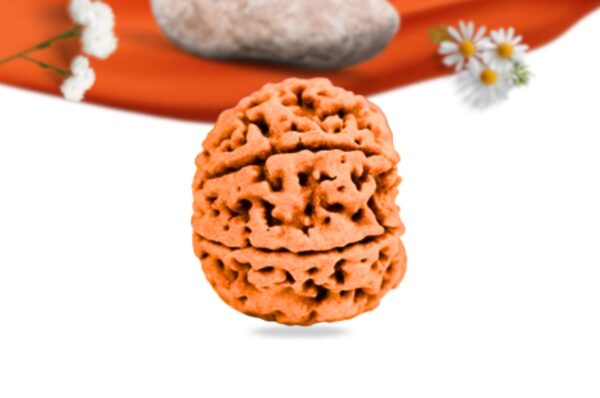 6 mukhi nepali rudraksha large grade rlrn6li side