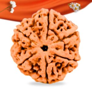 6 Mukhi Nepali Rudraksha Large Grade RLRN6LI Thumbnail