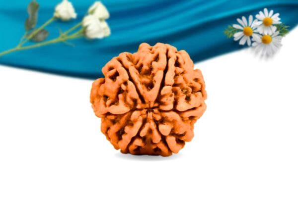 6 mukhi nepali rudraksha regular grade rlrn6ri back