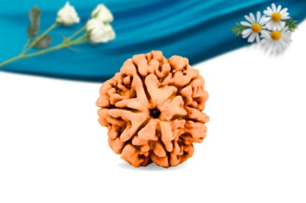 6 mukhi nepali rudraksha regular grade rlrn6ri front