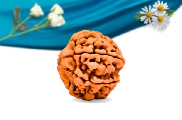 6 mukhi nepali rudraksha regular grade rlrn6ri side