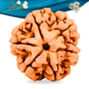 6 Mukhi Nepali Rudraksha Regular Grade RLRN6RI Thumbnail