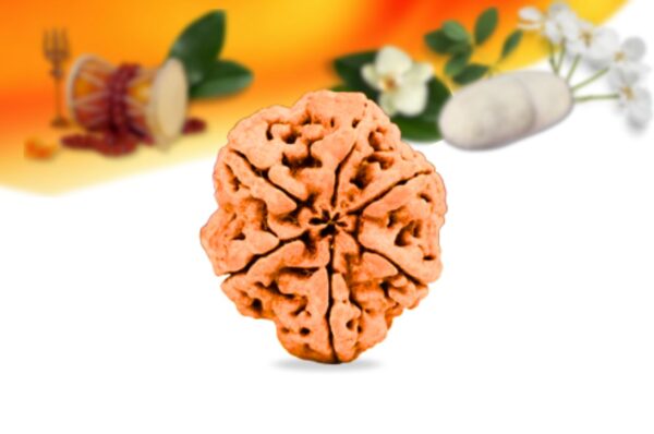 6 mukhi nepali rudraksha small grade rlrn6si back