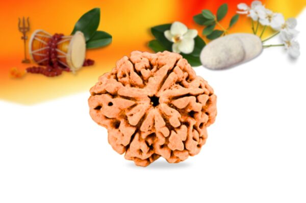 6 mukhi nepali rudraksha small grade rlrn6si front