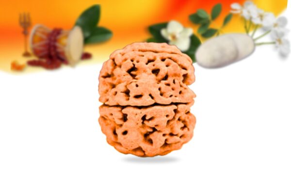 6 mukhi nepali rudraksha small grade rlrn6si side