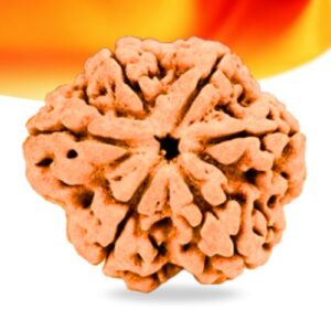 6 Mukhi Nepali Rudraksha Small Grade RLRN6SI Thumbnail