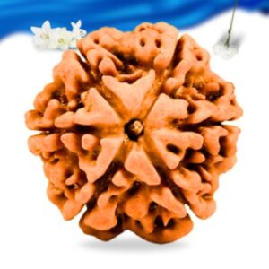 6 Mukhi Nepali Rudraksha Super Collector Grade RLRN6SCI Thumbnail