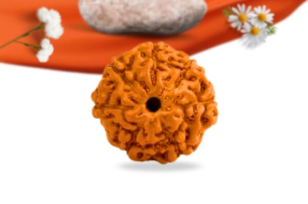 7 Mukhi Indonesian Rudraksha Large Grade RLRI7LI Front