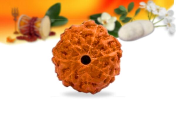 7 mukhi indonesian rudraksha small grade rlri7si back