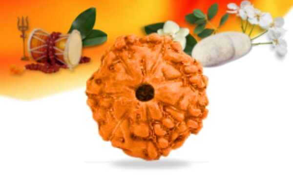 7 mukhi indonesian rudraksha small grade rlri7si front