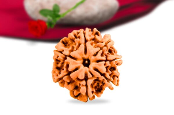 7 mukhi nepali rudraksha collector grade rlrn7ci front