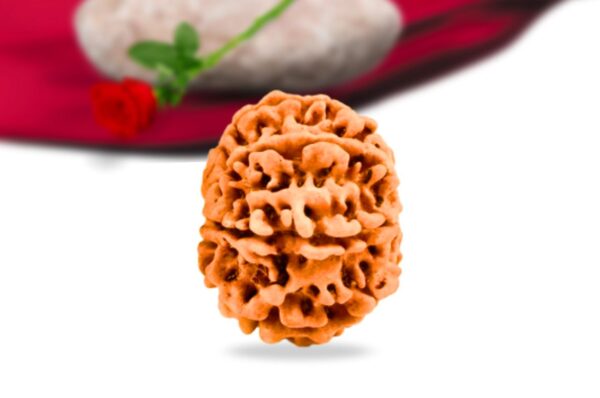 7 mukhi nepali rudraksha collector grade rlrn7ci side