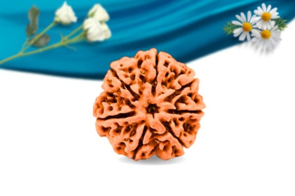 7 Mukhi Nepali Rudraksha Regular Grade RLRN7RI Front