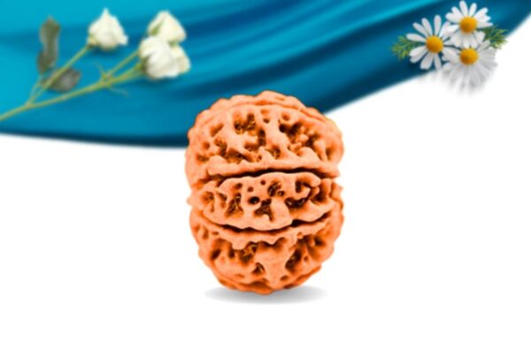 7 Mukhi Nepali Rudraksha Regular Grade RLRN7RI Side