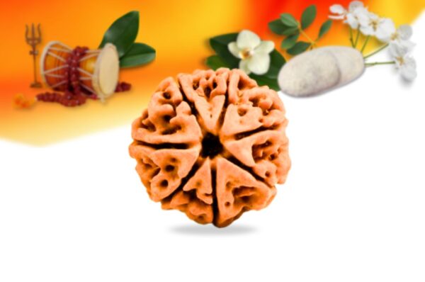 7 Mukhi Nepali Rudraksha Small Grade RLRN7SI Front