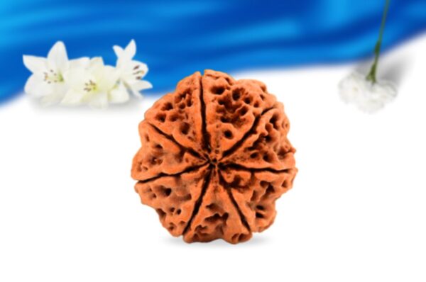 7 mukhi nepali rudraksha super collector grade rlrn7sci back